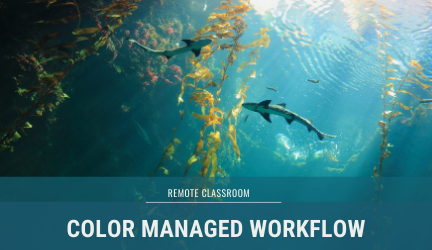 Live Stream: Color Managed Workflow