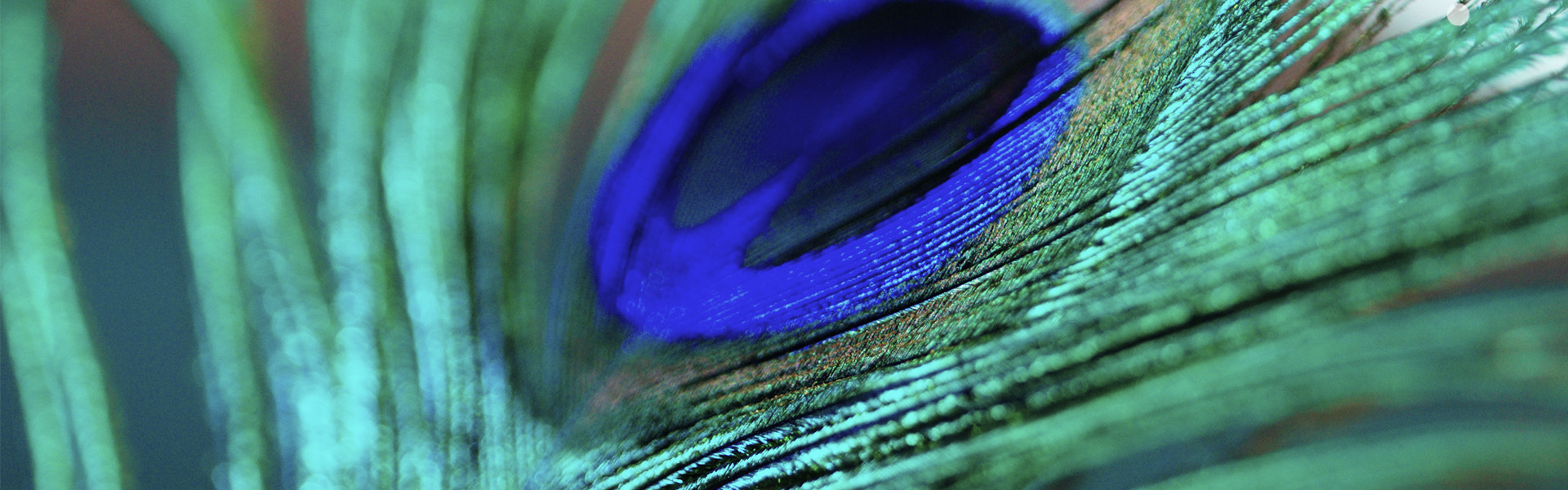 Header image for article IB/E Optics PLx1.4 Mark II Footage
